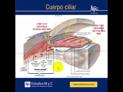 funcion de los musculos ciliares del ojo funcion de los musculos ciliares del ojo