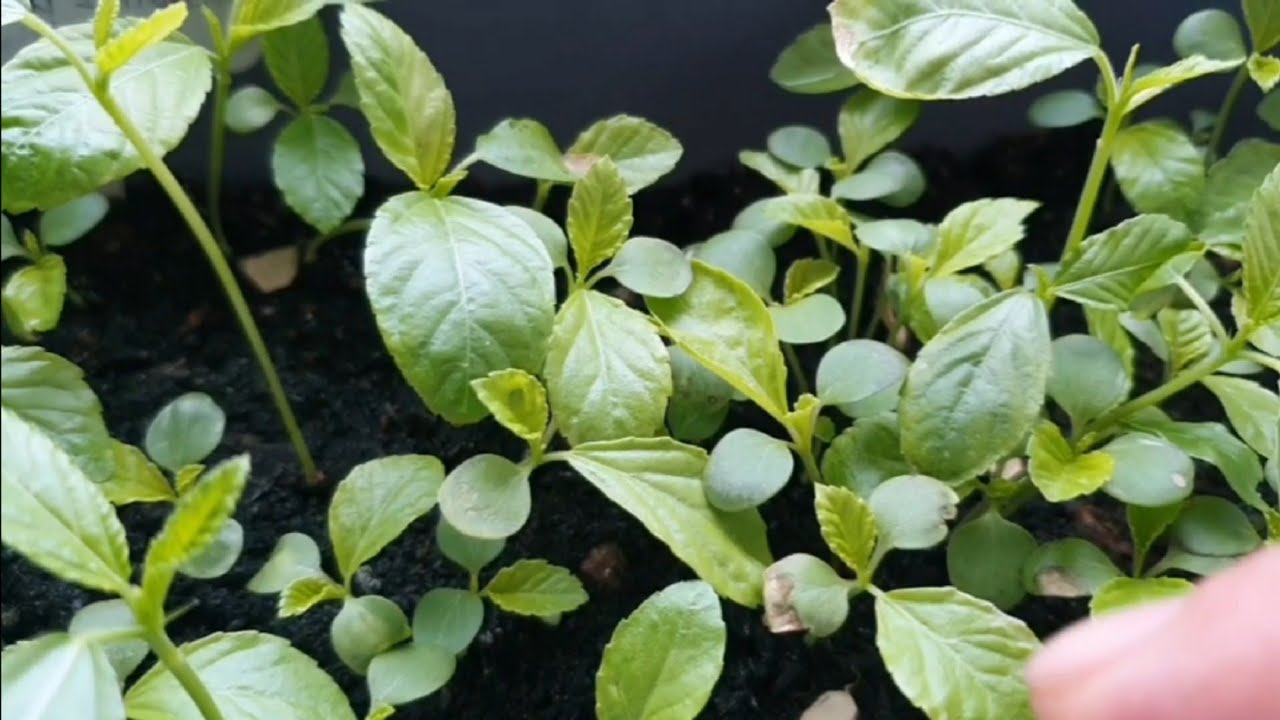 How to Grow Egyptian Spinach in Container Saluyot Manila London