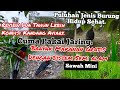 Ini Dia!!Kondisi 2tahun Lebih Aviary BeratapJaring,!!! Review Cara Merawat Tanaman Dan Burung!