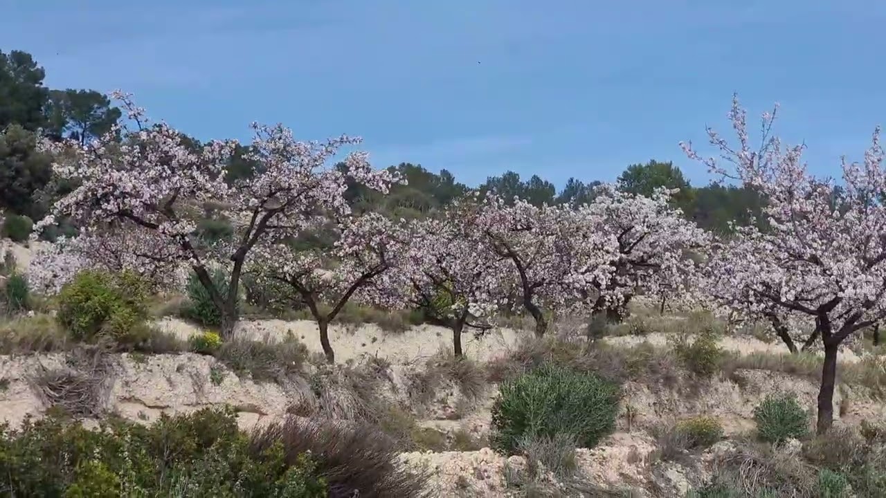 RELLEU FLORIT, FEBRER 2026🌺 