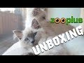 Zooplus HAUL - unboxing with our RAGDOLL kittens! | Ragdolls Pixie and Bluebell