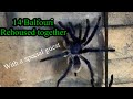 Monocentropus balfouri 14 juvies rehoused together.