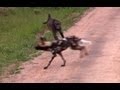 Wild Dogs Versus Baboons - 2 December 2012 - Latest Sightings