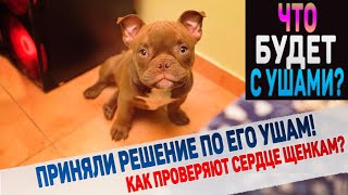 Купируем уши Пупсу или нет? Долго думали и решили!