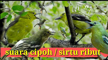 suara burung sirtu ribut buat pikatan ampuh