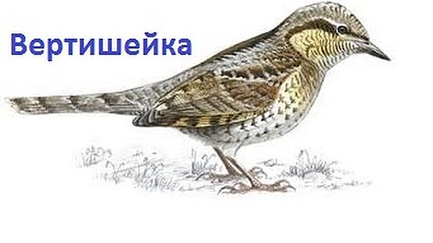 Как нарисовать вертишейку ребёнку