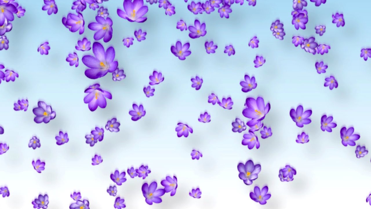 Purple Crocus Flowers - Free Motion Background Loop - YouTube