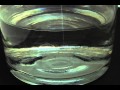 ダイソーのジュエルポリマーが膨らむ様子を微速度撮影