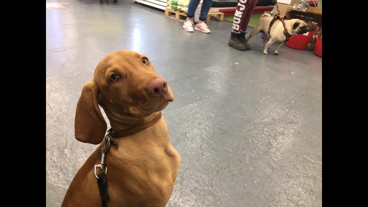 baby vizsla puppies