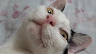 world's cutest cat....Orew by cute cat Bunny and Tofu♡︎ 205 views 2 years ago 1 minute, 50 seconds