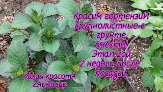 "Красим" крупнолистную гортензию в открытом грунте.2 недели после посадки прошло.27.04.24