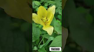 Жёлтый тюльпан красота #украина #киев #борщаговка