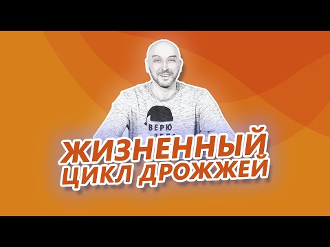 Жизненный цикл дрожжей простыми словами. Сколько нужно дрожжей? Аэрация. Автолиз.