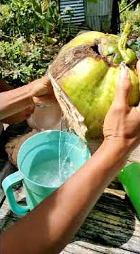 story' wa minum air kelapa mudah