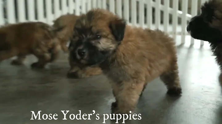 Mose Yoder's Soft Coated Wheaton Terriers