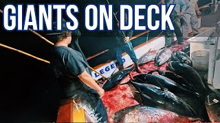 Full Boat Hook-Up on Giant 100+ lb. Bluefin Tuna!