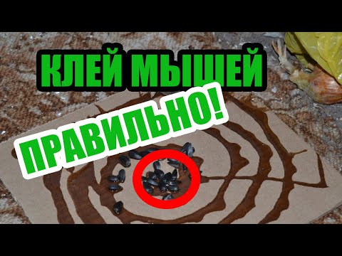 Купил клей для мышей, рассказываю как пользоваться