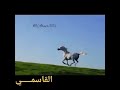 العربي الاصيل ايكاهو الملقب بي الحصان الكوبرا