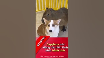 Vì sao Capybara luôn được gọi là loài động vật hiền lành nhất hành tinh ?