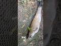 Döbel im Bach 👀 #flyfishing #fishing #angeln #döbel #chub