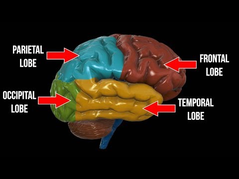 Frontal Lobe, Parietal Lobe, Occipital Lobe, OH MY!!!