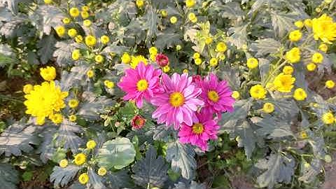 4k  Những sắc màu đẹp nhất của thiên nhiên 4k OPPO Reno5