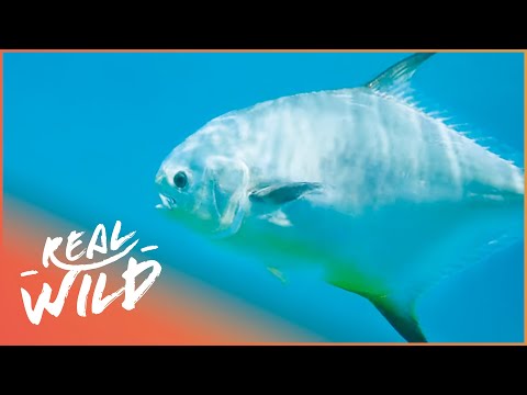 Saving The Fish Of The Florida Keys | Changing Seas | Real Wild