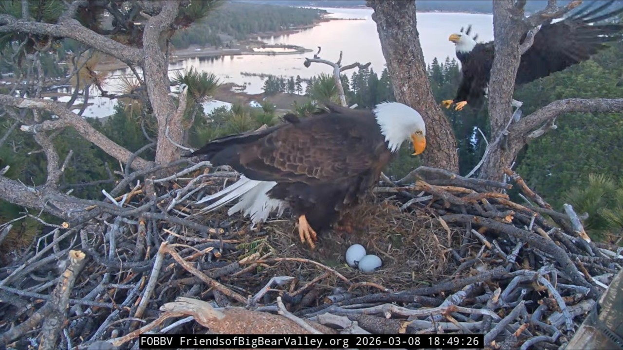 Mar 08, 2026 | Settling In for the Night 🦅