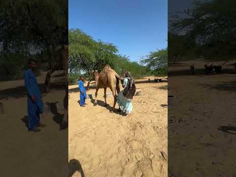 ستة فتاة تنهض وتتسلق