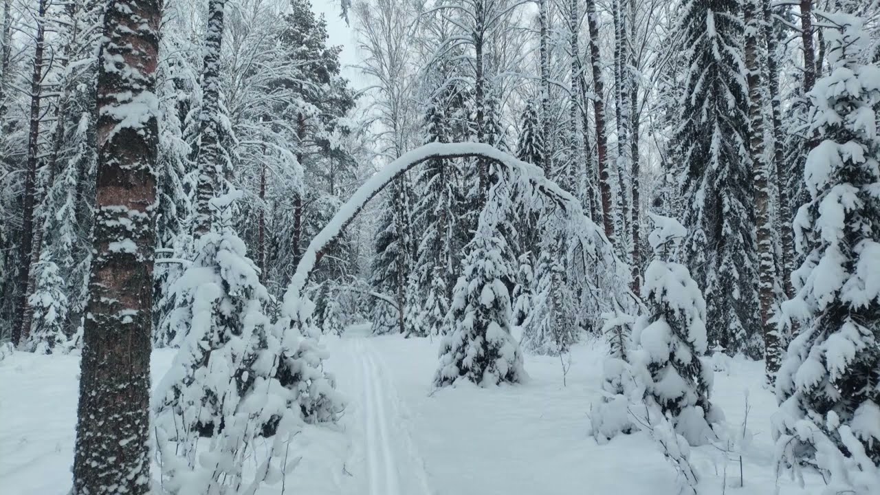 LoFi Jazz session 2: Forest. Winter.