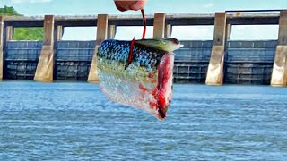 POPPING PIGS GUNTERSVILLE DAM by Chris Souders 15,106 views 1 year ago 8 minutes, 8 seconds