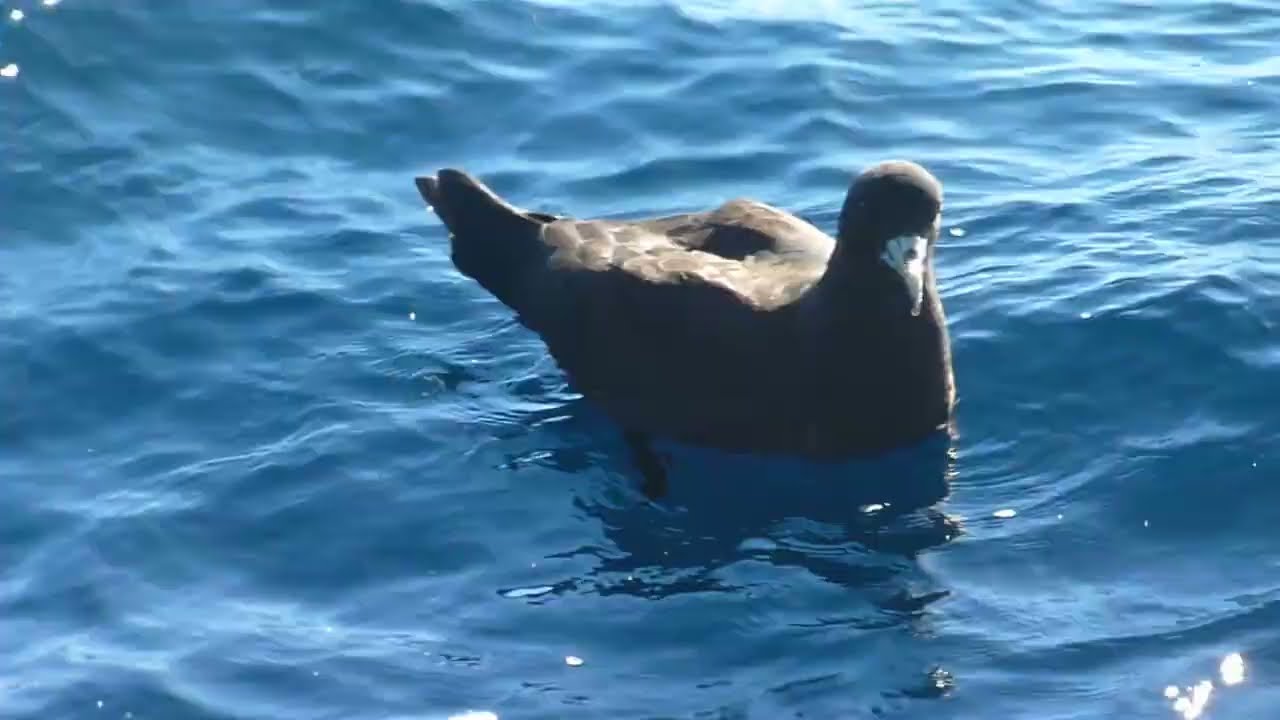 White-chinned Petrel, Procellaria aequinoctialis, Cape Town Pelagic