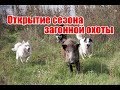 Открытие сезона загонной охоты | Выпуск №76 (RUS)