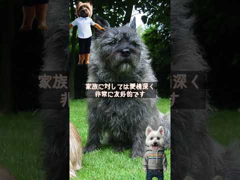 ケアーン・テリアを紹介するます【犬種紹介No057】