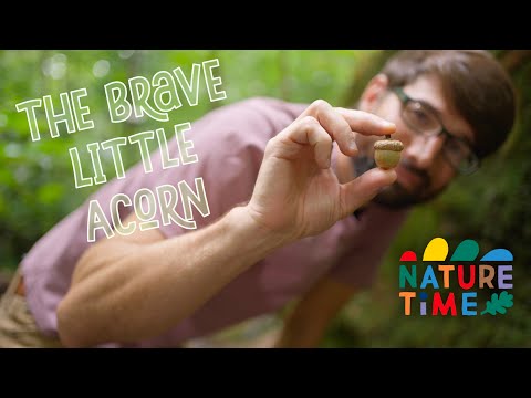 The Brave Little Acorn | From Seed to Tree | Nature Time