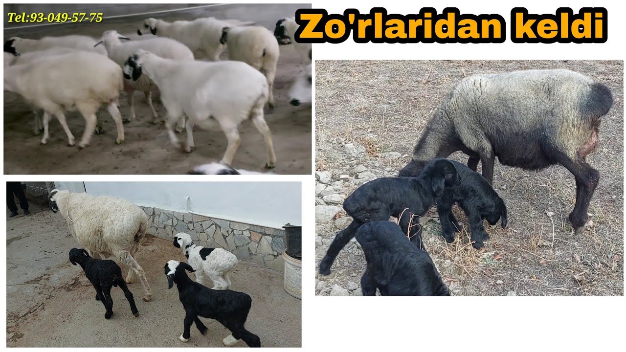 Qoraquloqlarni zo'rlaridan 20 ta 2 talik 11 ta 3 talik 2 ta 3 ta tuqqan ...