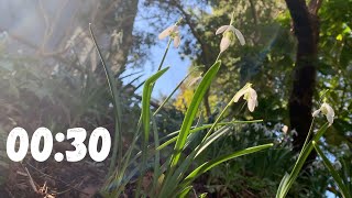 30 Seconds Countdown Timer with Birdsong - Nature Sounds Profile