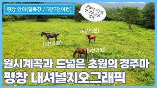 원시계곡 속 평창 세렝게티와 드넓은 초원. 희귀하고 생소한 이색매물 말목장  | 평창 안미 말목장 매매