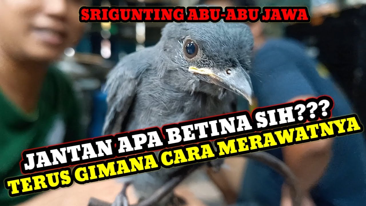 JANTAN APA BETINA SIH UNTUK BURUNG SRIGUNTING ABU-ABU LOLOHAN INI TERUS GIMANA CARA MERAWATNYA