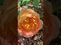 Lady of Shallot