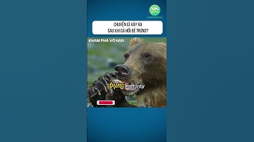 Chuyện Gì Xảy Ra Sau Khi Cá Hồi Đẻ Trứng?#shorts #khamphavohan