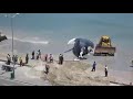 شاهد ثلاثه شيولات في ساحل شبوه يرفعنه حوت كبير جدا  بعد أن رماه البحر للساحل