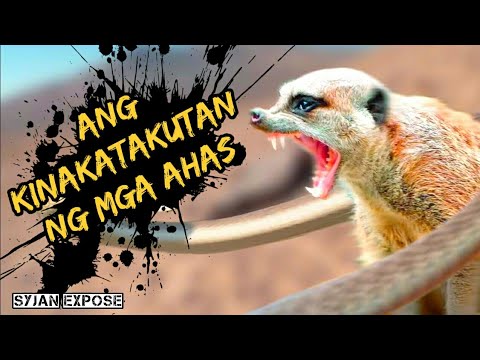 Video: Ano Ang Kinakatakutan Ng Mga Hedgehogs?