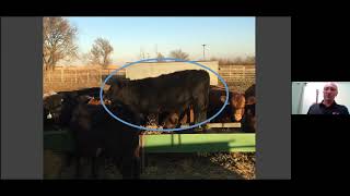 Using Corn Residue for High-Risk Stockers:  Experiences of a veterinarian trying it for himself