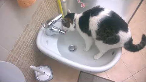 Quando il gatto è viziato?