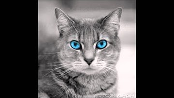 Jayfeather it who you are