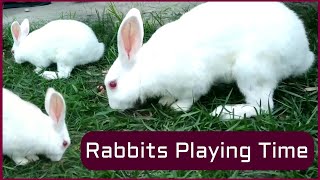 Puglu's Playing Time । पुगलू के खेलने का समय ।‌ পুগলুর খেলার সময় । Rabbits Playing by Pets Vlogger 14 views 2 years ago 40 seconds