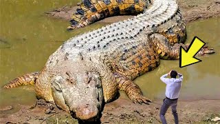 Man Finds Giant Crocodile Near River – WHAT HE DID WILL SHOCK YOU