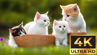 Young Animals 4K ~ Instant Relief from Stress and Anxiety, Detox Negative Emotions ~ Healing Music