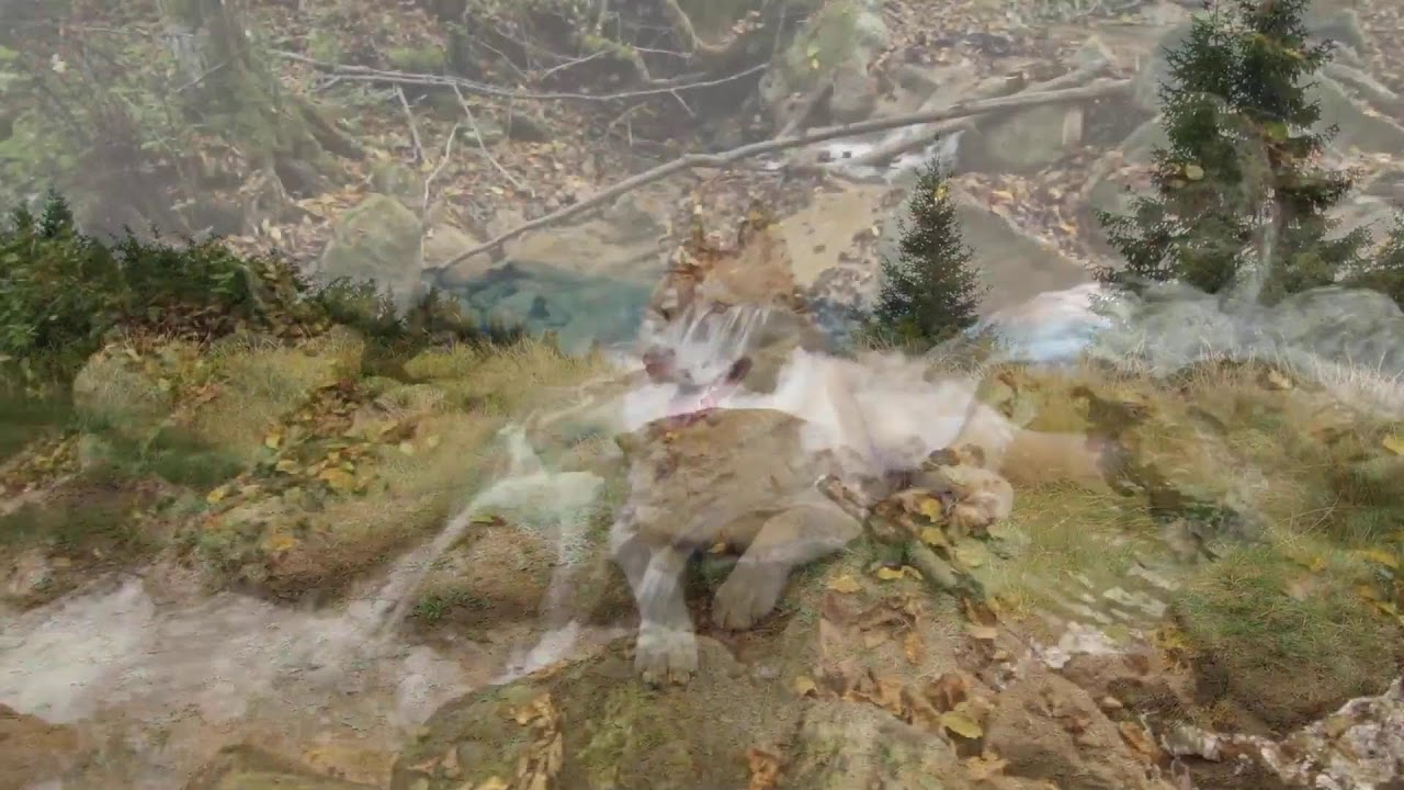 Relaxing Nature Live